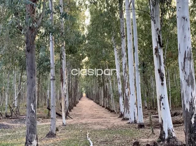 Granja Ganadera en Pirayu - 26 Ha — foto 5