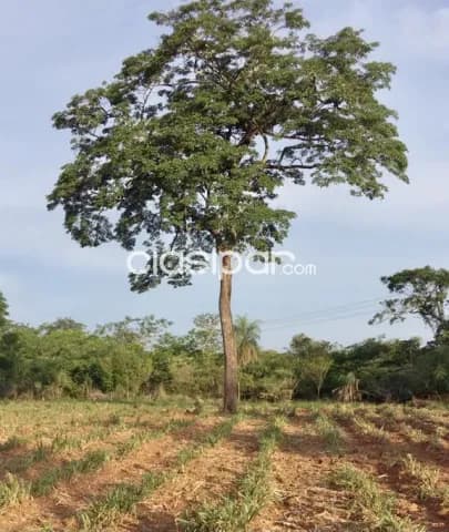 Campo Agricola/Ganadero en Tobati sobre Ruta - 100 Ha, foto 3