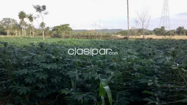 Campo Agricola/Ganadero en Tobati sobre Ruta - 100 Ha, foto 4