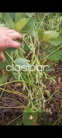 1.000 hectáreas. Itapúa. Con 950 hectáreas plantadas. Sólo me interesa Venta. C.T..!!!!