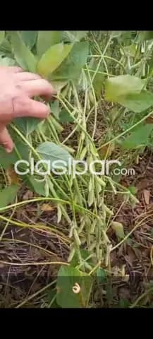 1.000 hectáreas. Itapúa. Con 950 hectáreas plantadas. Sólo me interesa Venta. C.T..!!!! — foto 2