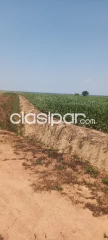 1.000 hectáreas. Itapúa. Con 950 hectáreas plantadas. Sólo me interesa Venta. C.T..!!!! — foto 3