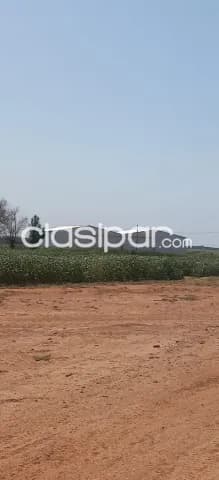 1.000 hectáreas. Itapúa. Con 950 hectáreas plantadas. Sólo me interesa Venta. C.T..!!!! — foto 5