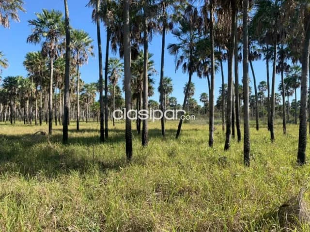 Campo en Pto Pinasco; Pte Hayes-Chaco Paraguayo, foto 3