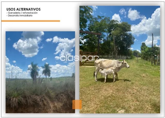Itacurubí de la cordillera prox. Ruta: 101.9, ideal p/ agroganadería, 50.000.000 gs/ha, foto 4
