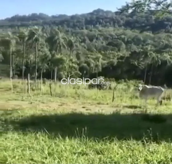 Granja Agrícola/Ganadera en San Roque González - 23 Ha, foto 2
