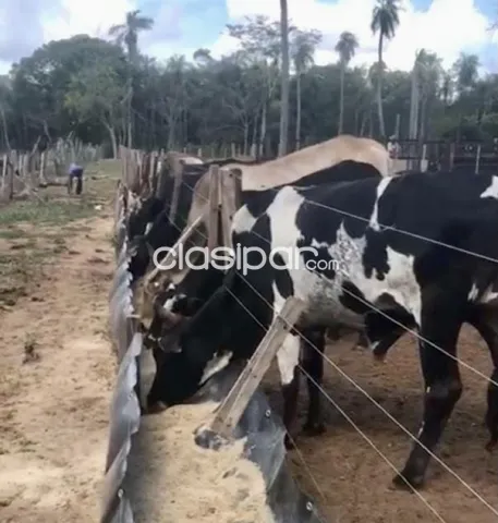 Granja Agrícola/Ganadera en San Roque González - 23 Ha, foto 5