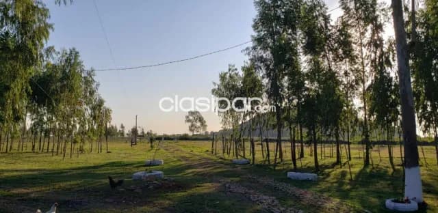 Nva italia – cordillera: 400 has ideales p/ agro-ganaderia, pasturas, reforestación, foto 5