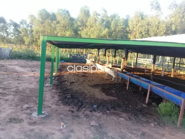Nva italia – cordillera: S/ asfalto, 357 has, p/ ganadería, avícola, infraestructura, foto 3