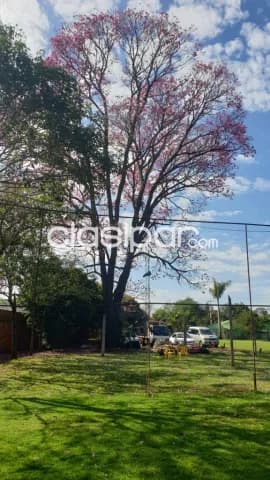 Una hectarea en km 6 monday cod 1850 — foto 5