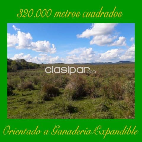 320.000 metros cuadrados orientados a Ganadería. Con Pastura Natural. Especial para engord