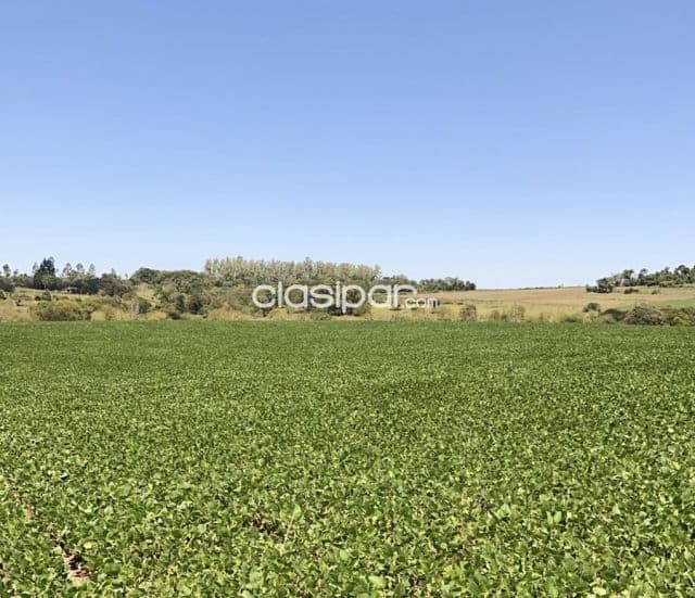 Terreno Rural Agricola Mecanizado en Yatytay - 20 Ha