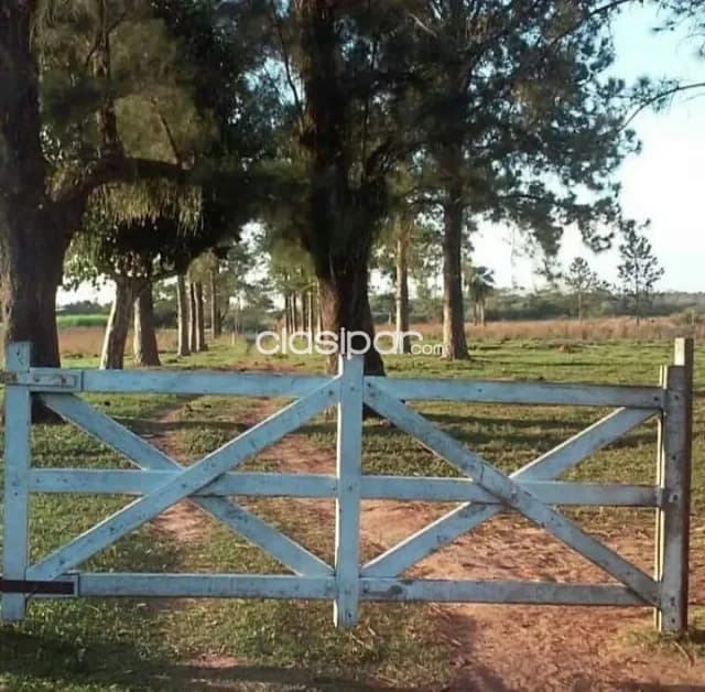Caazapá s ruta 222 has, zona alta, infraestructura, agro-ganadera, 43.000.000 gs/ha, foto 2