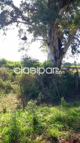 terreno en Ita 1 hectáreas Oferta cerca de ruta Aproveche por este mes — foto 2