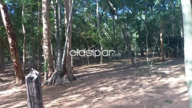 Aregua: 4 has maravillosas ideales p/ granjas o quintas, unica oportunidad! 800.000.000 gs, foto 3