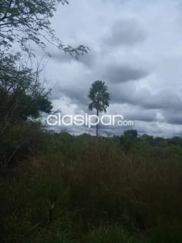 Tarumandy – Luque s/ asfalto: Inmejorables 7 has, ideales p/ desarrollos inmobiliarios — foto 5