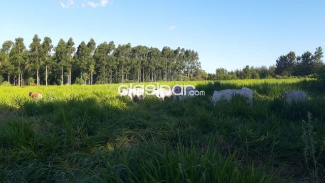Piribebuy: Magnifica granja modelo en venta, 55 has, agro-ganaderas, 56.000.000 gs, foto 1