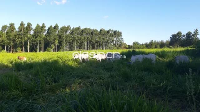Piribebuy: Magnifica granja modelo en venta, 55 has, agro-ganaderas, 56.000.000 gs, foto 2