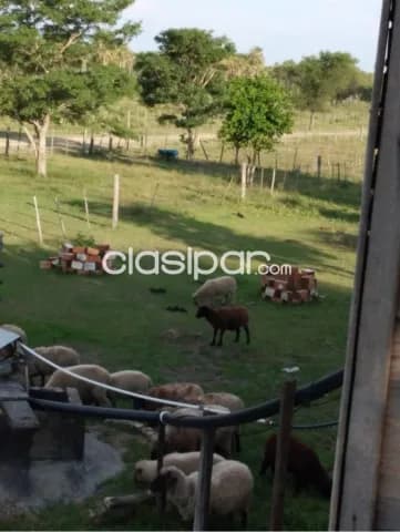 Campo en Puerto José Falcón — foto 3