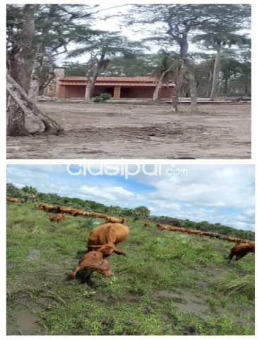Benjamin aceval – pdte hayes: 910 has – establecimiento ganadero industrial en funcion, foto 2