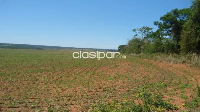 San pedro / guayaibi - 638 hectáreas para agricultura y ganadería - sobre ruta 3 — foto 3