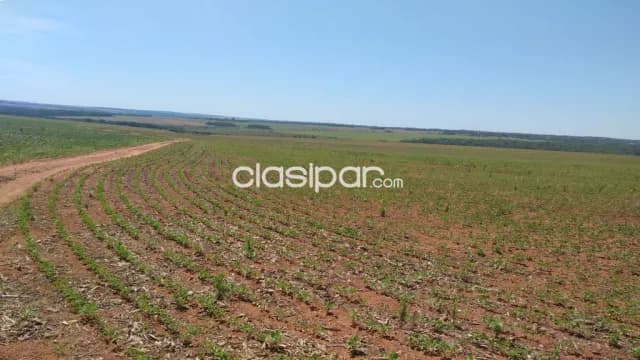 San pedro / guayaibi - 638 hectáreas para agricultura y ganadería - sobre ruta 3 — foto 2