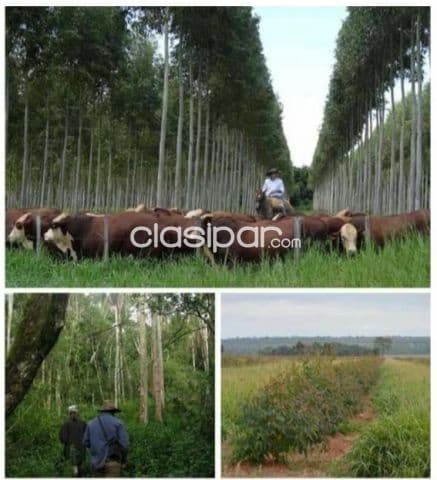 Caazapa – alto paraná: 23.911 has, estancia modelo agro-ganadera s/ rio monday, foto 1