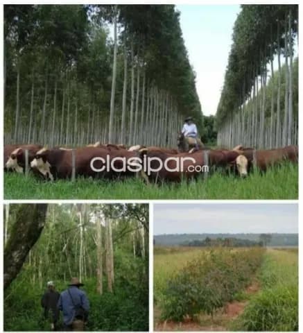 Caazapa – alto paraná: 23.911 has, estancia modelo agro-ganadera s/ rio monday, foto 2