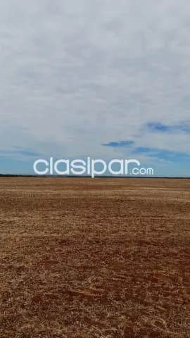 Alto parana: 20.000 has, campo agrícola formado, soja, maíz, girasol, etc. 10.000 usd/ha, foto 3