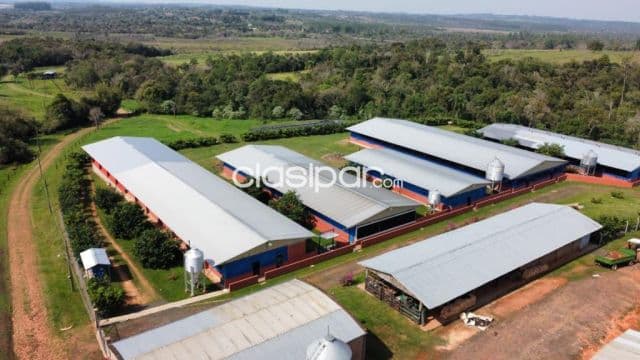 Granja Porcina en Coronel Oviedo - 64 Ha