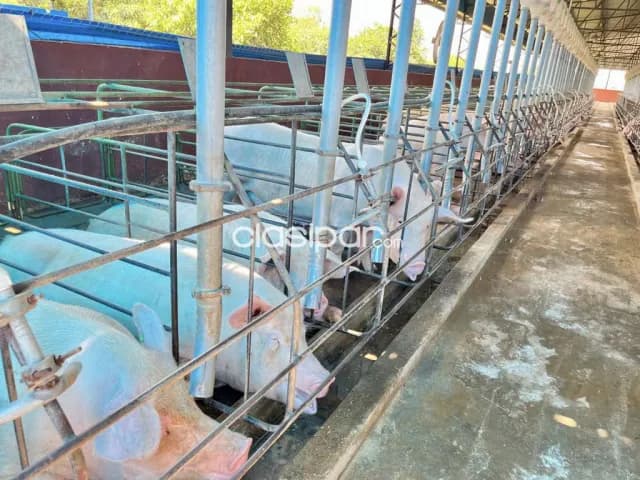 Granja Porcina en Coronel Oviedo - 64 Ha — foto 4