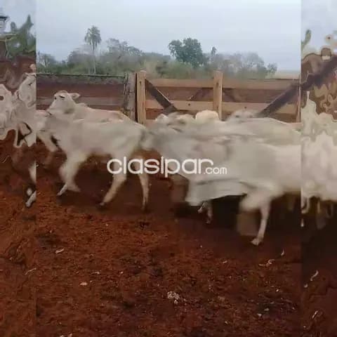 650 hectáreas. Completamente Formado y en Producción Actual. Tierra Roja. Posible Expandir — foto 5