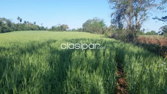 70 has, sobre rio Paraná, Cap. Meza , Itapua, foto 3
