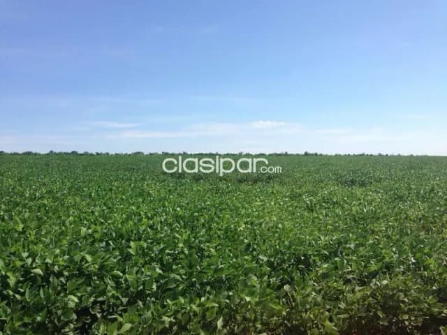 Excelente Campo Ganadero-Agrícola en Azotey, Concepción-CLCS5562990, foto 3