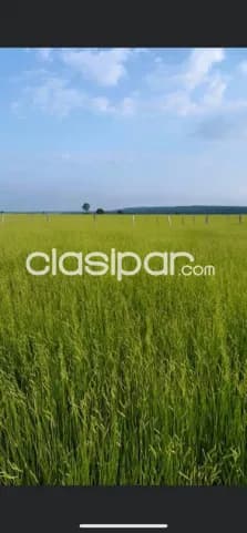 Excelente Campo Ganadero-Agrícola en Azotey, Concepción-CLCS5562990, foto 4