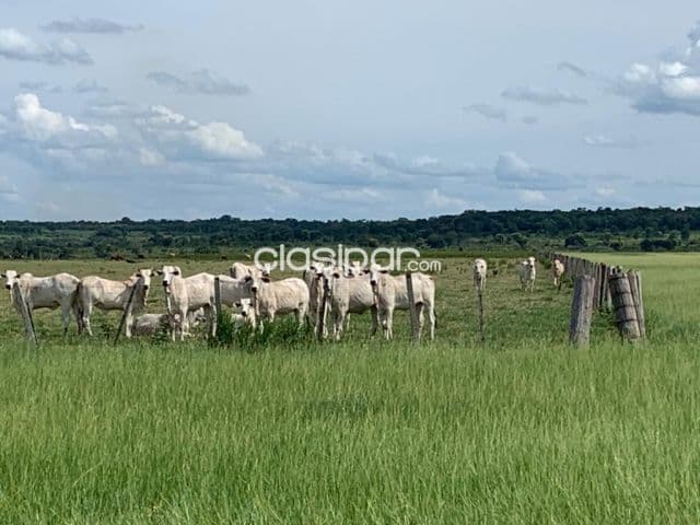 Excelente Campo Ganadero-Agrícola en Azotey, Concepción-CLCS5562990