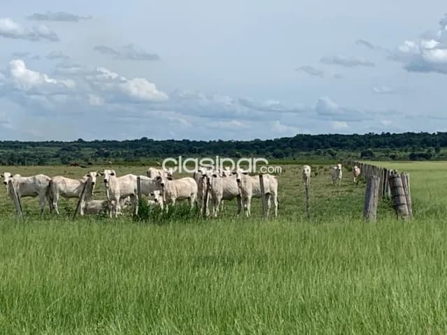 Excelente Campo Ganadero-Agrícola en Azotey, Concepción-CLCS5562990, foto 2