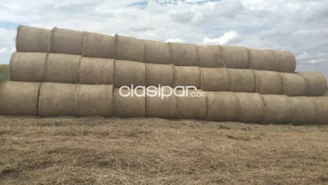 Excelente Campo Ganadero-Agrícola en Azotey, Concepción-CLCS5562990, foto 5