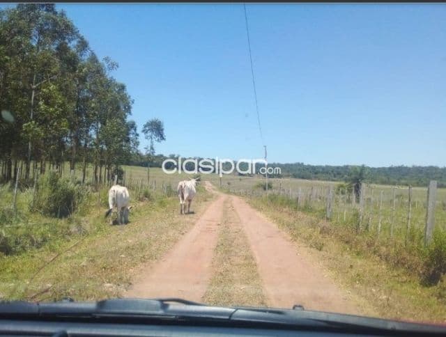 Establecimiento Ganadero de 13.000 Hectáreas en Caazapá-CLCS5567630 — foto principal