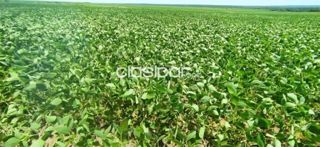 Campo de 10.019 Hectáreas en Cecilio Báez, Caaguazú-CLCS5576432, foto 4