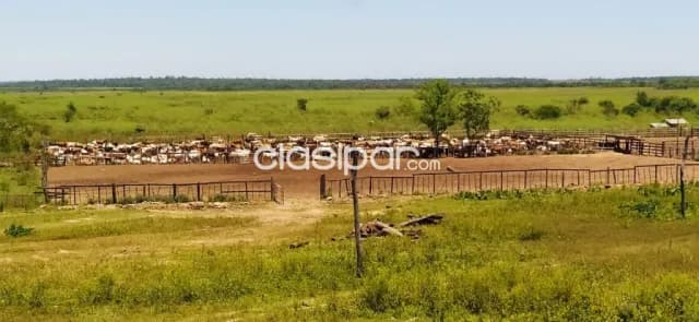 Campo de 10.019 Hectáreas en Cecilio Báez, Caaguazú-CLCS5576432, foto 5