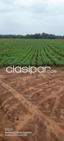 Itapua – san pedro del parana: Propiedad de 720 has de las cuales 650 has están mecanizada