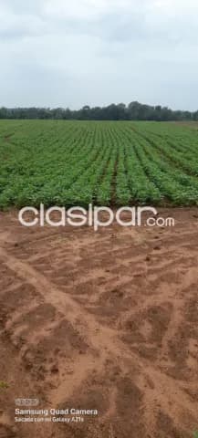 Itapua – san pedro del parana: Propiedad de 720 has de las cuales 650 has están mecanizada, foto 2