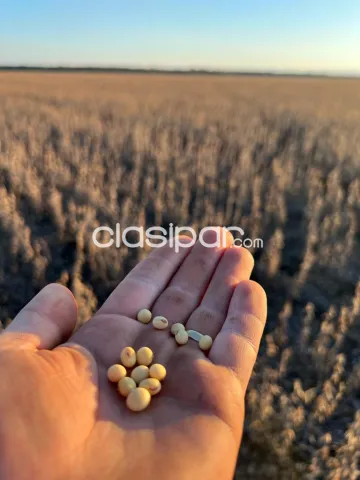 Itapua – san pedro del parana: Propiedad de 720 has de las cuales 650 has están mecanizada, foto 3