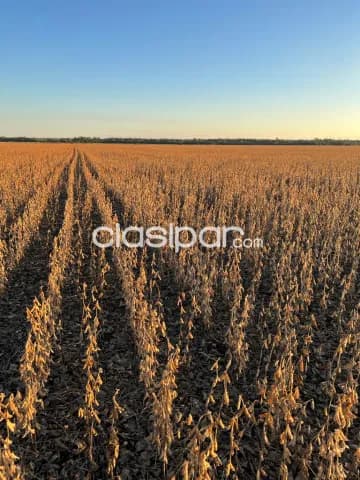 Itapua – san pedro del parana: Propiedad de 720 has de las cuales 650 has están mecanizada, foto 4