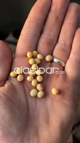 Itapua – san pedro del parana: Propiedad de 720 has de las cuales 650 has están mecanizada, foto 5