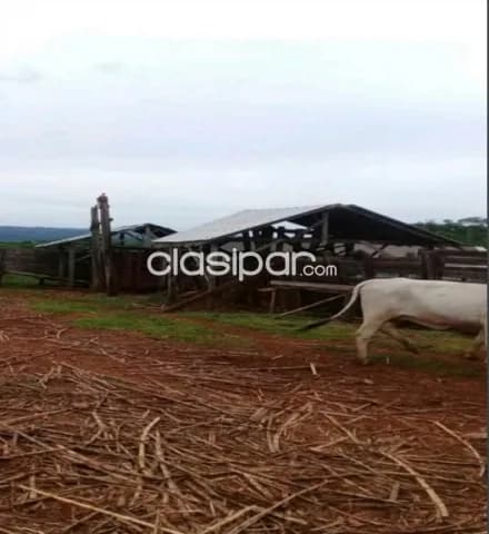 Campo de 63 Hectáreas en Alto Paraná, Los Cedrales-CLCS5607358 — foto 5