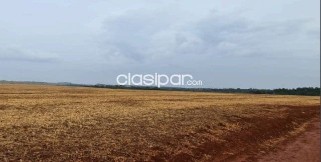 Campo de 101 Hectáreas en Cedrales, Alto Paraná-CLCS5609467