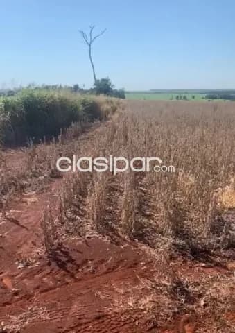 Minga guazú – alto paraná s/ ruta: 20 has de explotación multiuso, camino a santa rita, foto 4