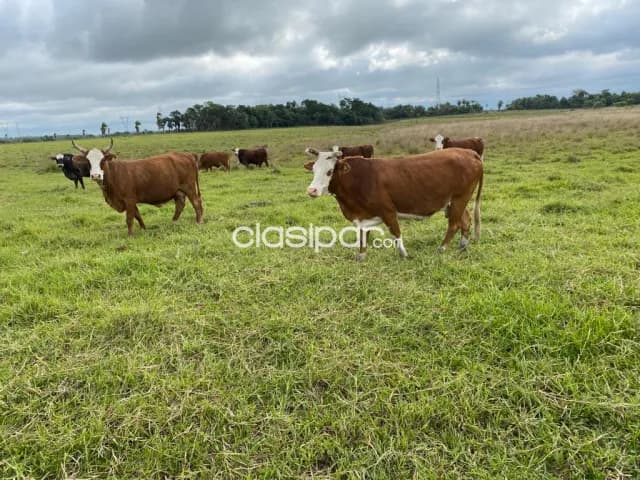 Campo Agrícola/Ganadero en Tobatí - 124 Ha — foto 3
